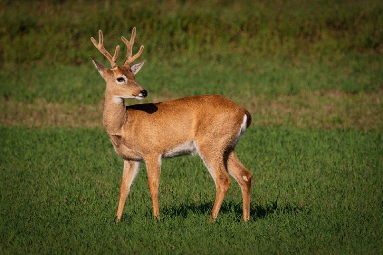 149 Zuid Pantanal, pampahert.jpg
